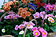 Primula vulgaris Hybride, Frühlingskörbe