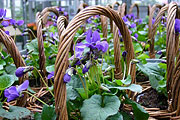Viola odoráta im Frühlingskörbchen