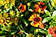 Sonnenbraut - Helenium autumnale Hybriden