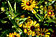 Sonnenbraut - Helenium autumnale Hybriden