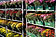 Gartenchrysanthemen in Blumenkästen und Schalen