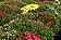 Gartenchrysanthemen 3-farbig Freilandquartier