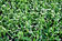 Euphorbia "Diamond Frost"
