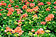 Pelargonium "Summer Orange"