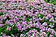 Pelargonium Hybride "PAC Angeleyes Randy"
