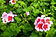 Pelargonium zonale Hybride "Americana White Splash 09"