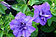 Petunia Hybride "surfina Double Blue Star"